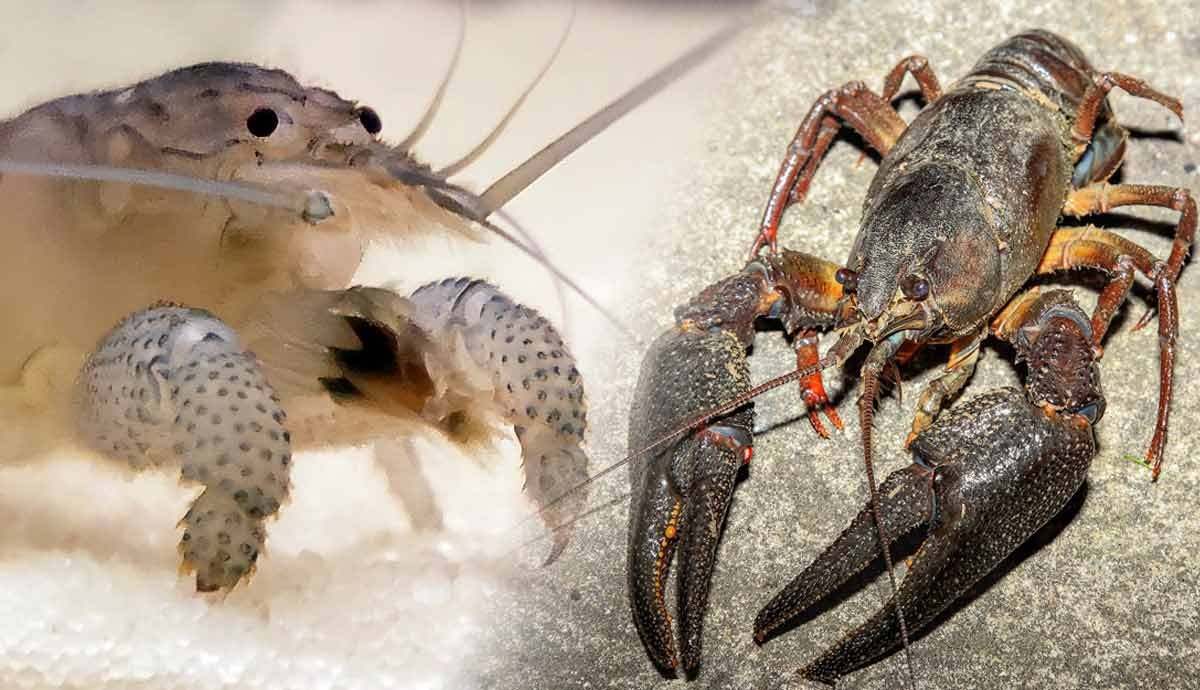 4 Freshwater Crustaceans That Make Great Pets