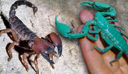 Meet These 8 Scorpions That Make Good Pets