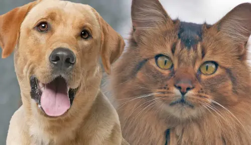 4 Things That Dogs and Cats Have in Common