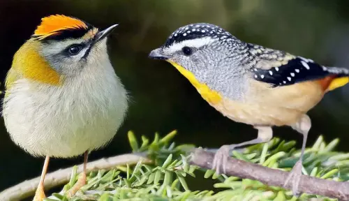 Top 8 Smallest Birds in the World
