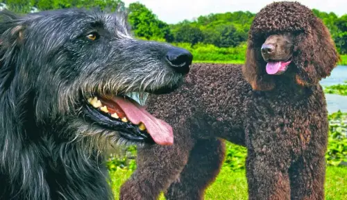 5 Irish Dog Breeds: What to Know