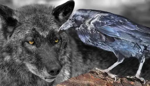 The Special Relationship Between Wolves and Ravens