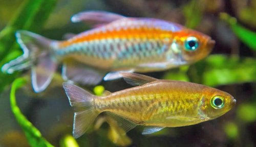 7 Tips for Breeding Livebearer Fish