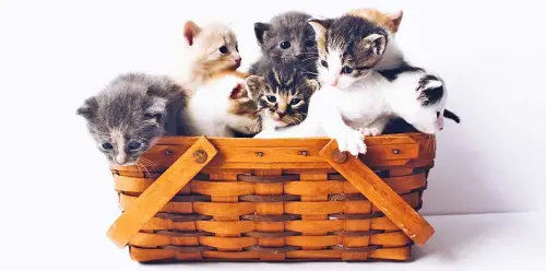 Pet Health