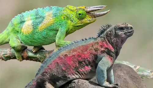 10 Most Unique Lizards in The World