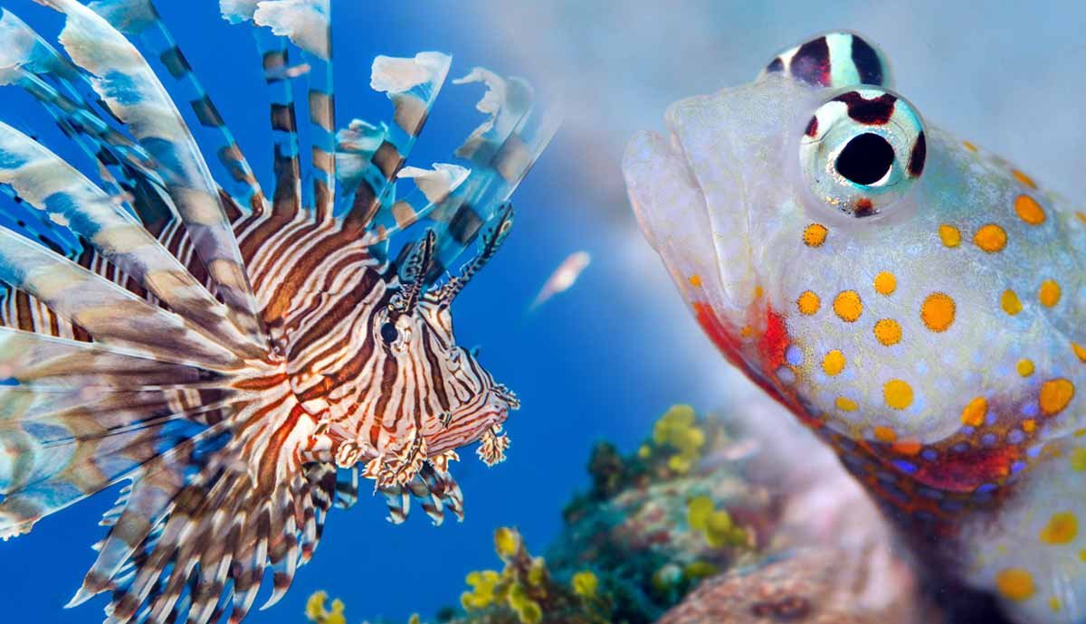 5 Hardy Saltwater Fish for First Time Aquarium Keepers