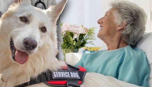 4 Signs You May Need a Service Dog