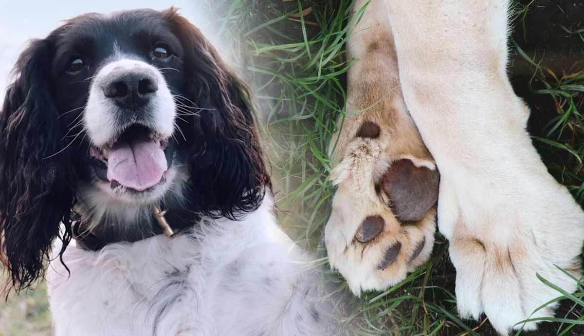 Why Do Dogs Lick and Chew Their Paws?