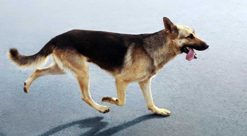 The Secret Lives of Pets