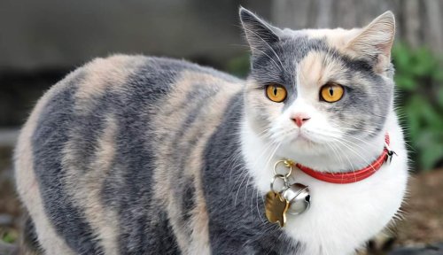 Dilute Calico: A Softer Take on the Classic Calico