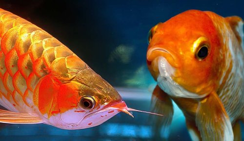 10 Fish That May Be Much Bigger Than You Think