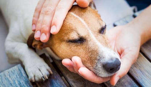 7 Signs of Illness to Look Out for in Dogs