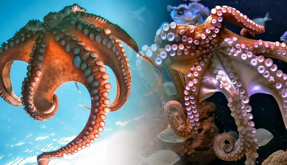 Underwater Brains: How Smart is an Octopus?