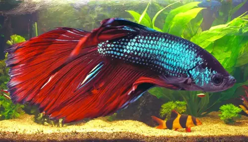 7 Tips for Setting Up a Betta Fish Tank