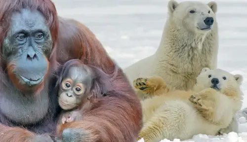 Which Animals Make the Best Mothers?