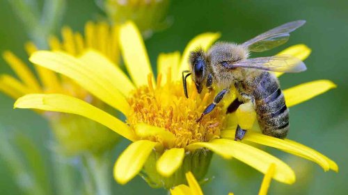The Buzz About Bees