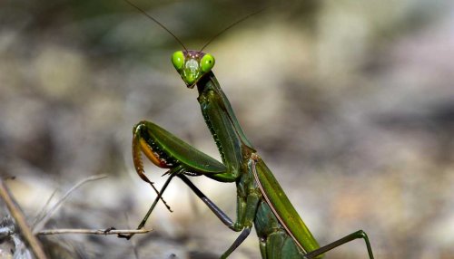 Planning on Keeping Pet Insects? 