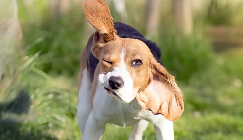 Common Canine Queries