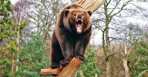 The World of Animals: Fun Facts Revealed