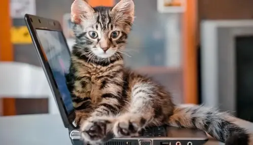 Why Do Cats Sit on Laptops?