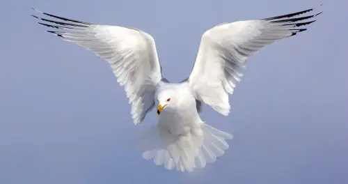 Feathered Enigmas: Decoding the Complexities of Bird Behavior