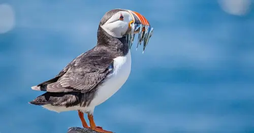 Wildlife Wonders