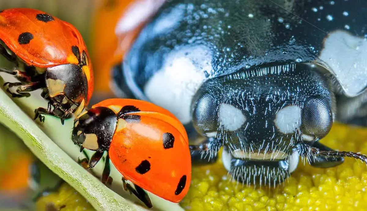Creepy or Cute? A Closer Look at Ladybugs