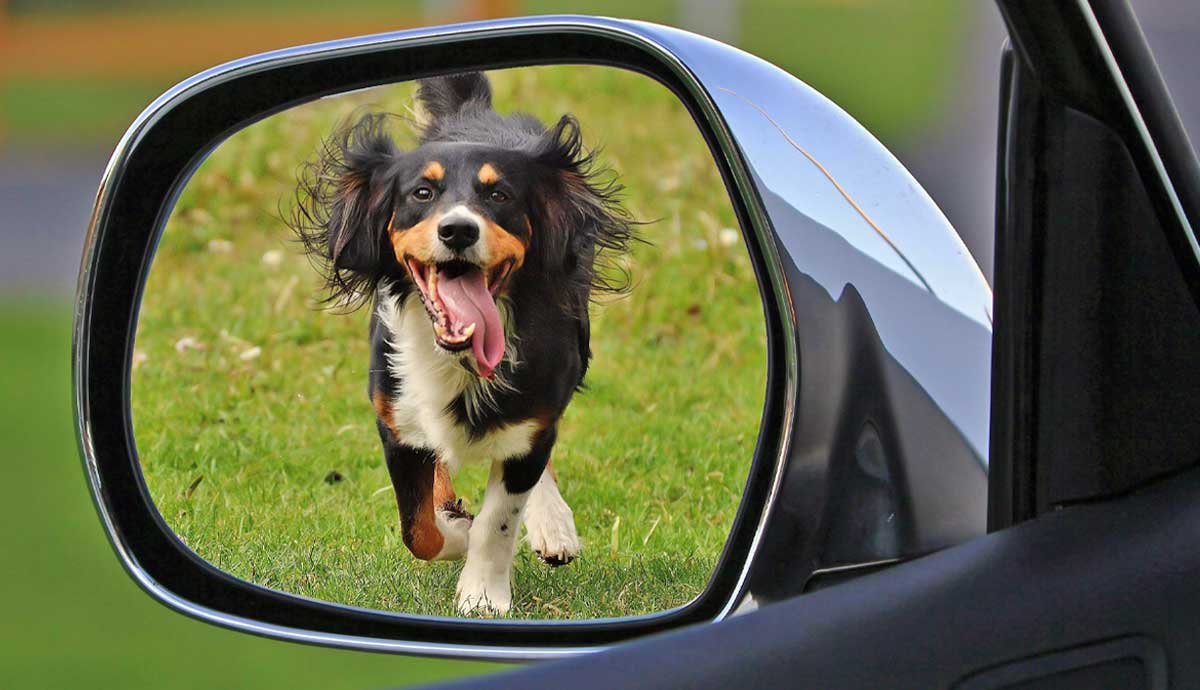 Why Do Some Dogs Chase Cars?