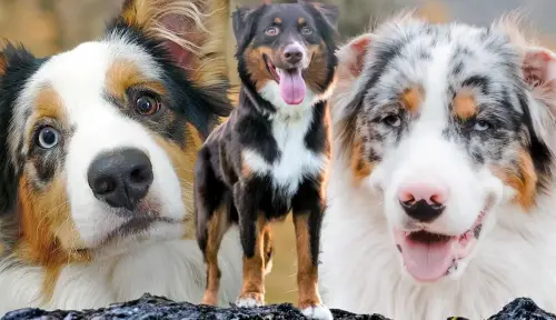 The Amazing Aussie: Everything to Know About Australian Shepherds