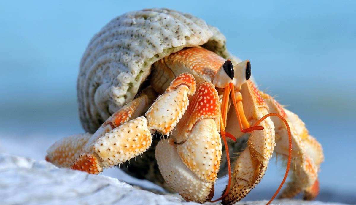6 Facts About Pet Hermit Crabs