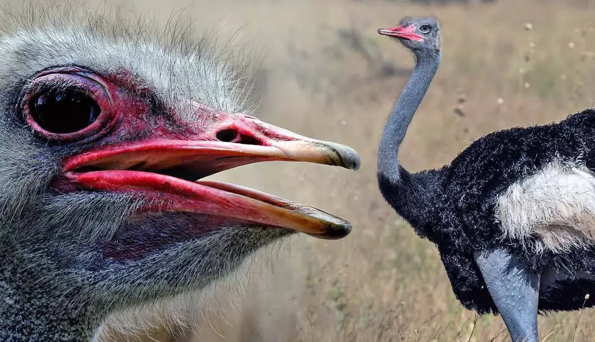 Big Bird: 7 Fascinating Ostrich Facts