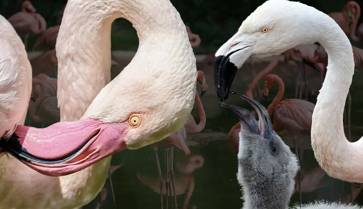 8 Fun Facts about Flamingos