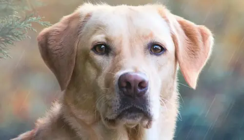 Why Labrador Retrievers Make the Worst Guard Dogs