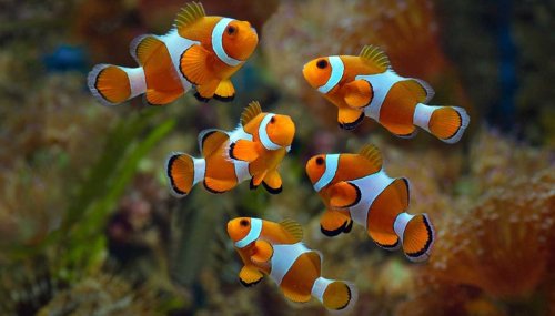 Beyond Goldfish: Exploring the Secret Lives of Unconventional Aquatic Pets
