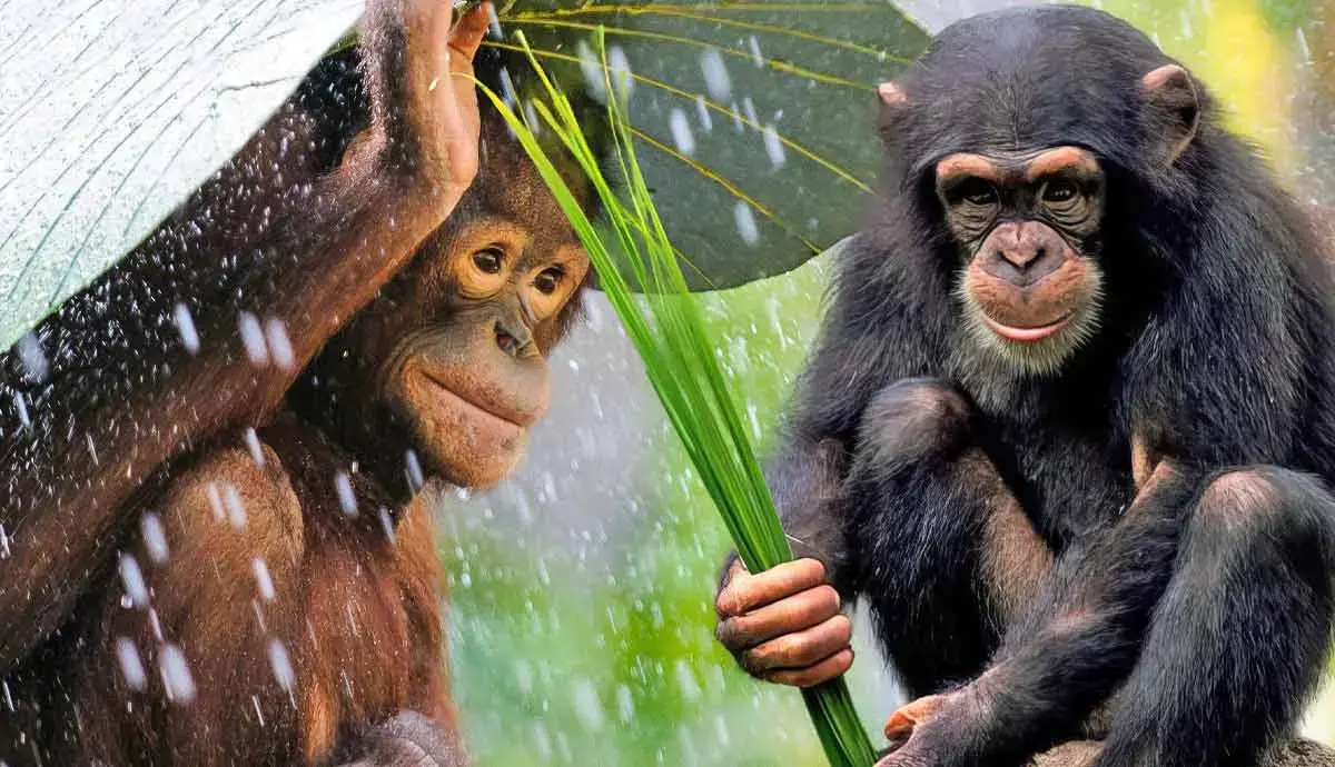 6 Remarkable Ways Chimpanzees Use Tools