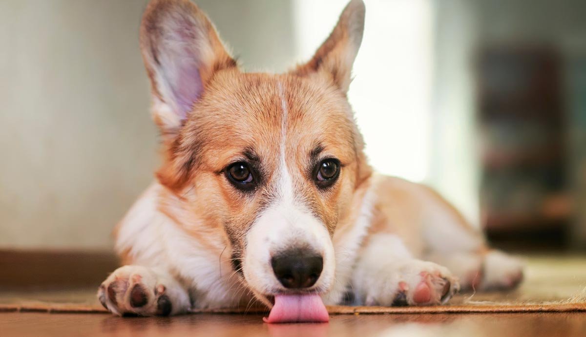 Why is My Dog Licking the Carpet?