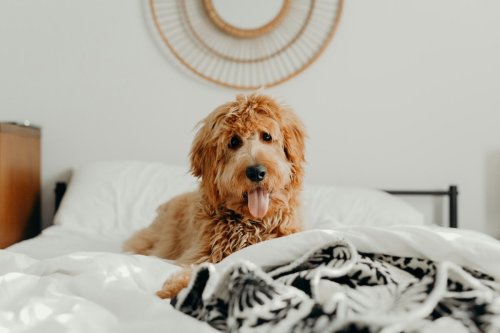 Your Animal Questions Answered!