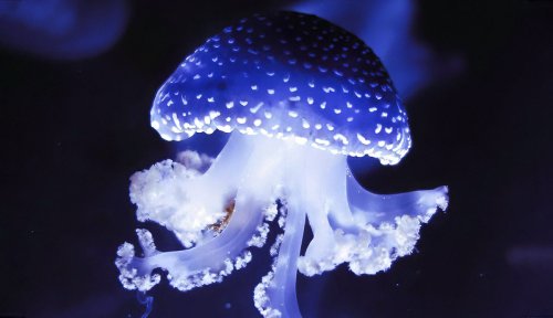 Can You Keep a Pet Jellyfish?