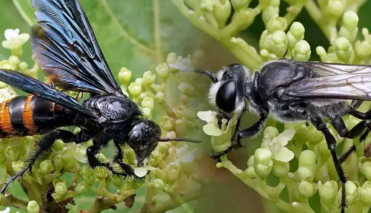 Do Bugs Really Sleep? Exploring Insect Sleeping Habits