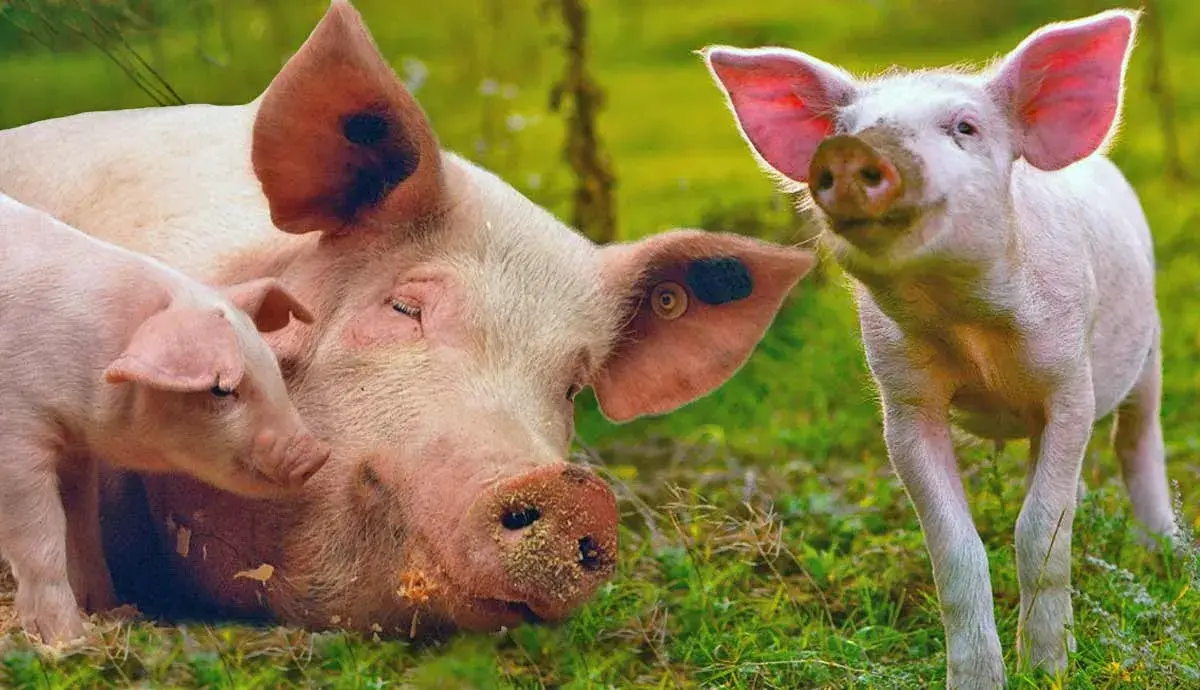 5 Incredible Facts about Pigs