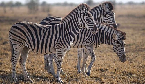Fun Facts From The Animal Kingdom