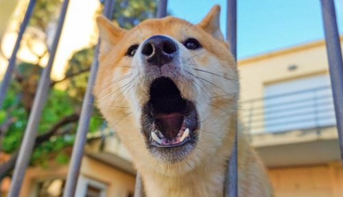 What Every Barking Dog is Actually Saying
