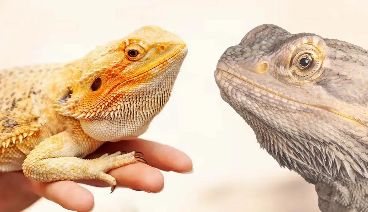 9 Interesting Facts About Bearded Dragons