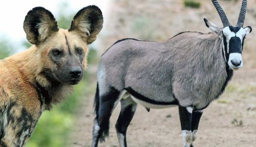 Discovering 14 Animals of the Kalahari Desert