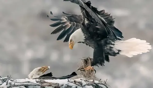 Feathered Facts
