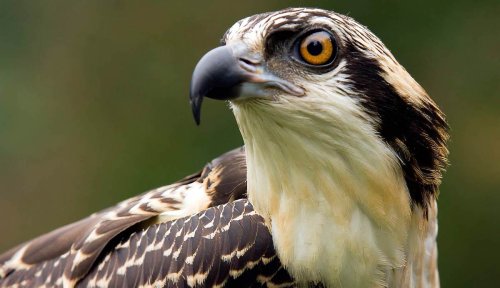 Taking Flight: Exploring the World of Birds