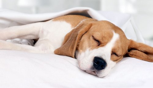 What Your Dog’s Sleeping Position Says About How They Feel