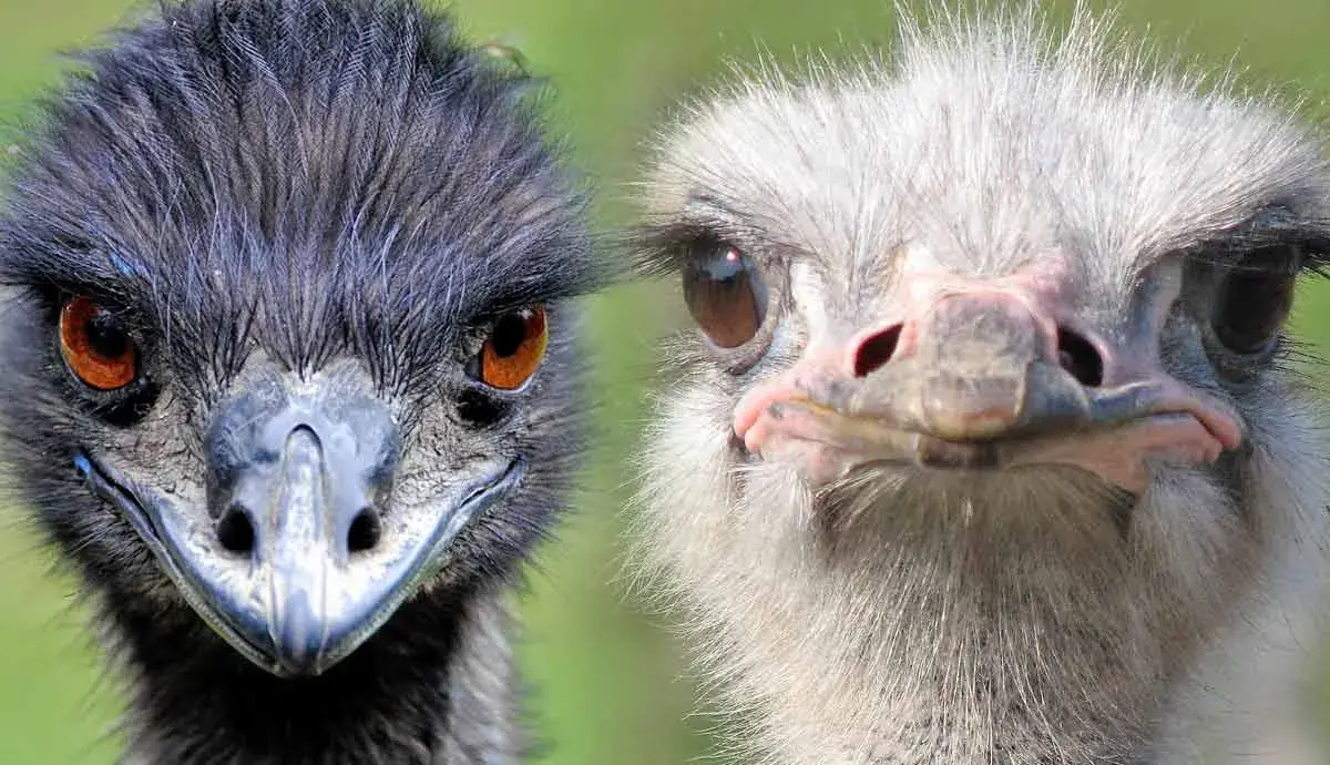 Emus vs. Ostriches: Battle of the Birds