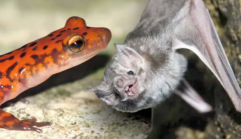 Fun Facts on Animals - cover