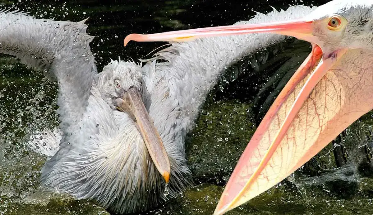 Beyond The Bill: The Pelican Anatomy